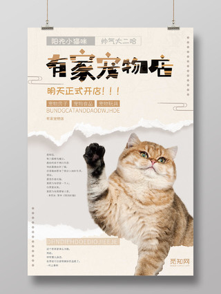 可爱猫咪撕碎纸张清新宠物美容有家宠物店促销海报